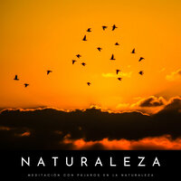Canción De Pájaros En El Bosque - Sonidos de Aves & Sonidos de la Naturaleza Relajacion & Academia de Relaxamento Espiritual