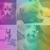 Background for Keeping Pups Happy - Music for Dogs