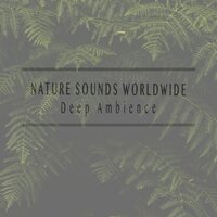 Birds and Frogs - Nature Sounds Worldwide