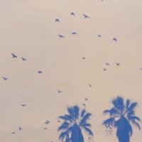 Parrot - Netherfriends