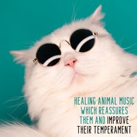 Lazy Cat Morning - Animal Melody Wizard
