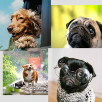 Unique Music for Cool Pups - Songs for Dogs to Sleep To