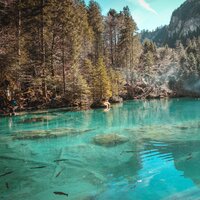 Leaves & Shoots - Nature Sound Collection & Tonal Meditation Collective & Happy Baby Lullaby Collection