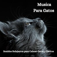 Dormir en Invierno - Relax My Kitten & Cat Music Dreams & RelaxMyCat