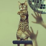 Плейлист №21 ( Для шумных танцев)