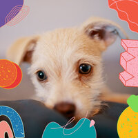 Mysterious Music for Calming Pups - Relax My Dog Music