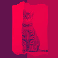 Background for Kitten Anxieties - Relaxing Music for Cats