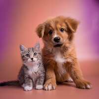 Lofi Calmante Para Mascotas - Ondas suaves & Serenidad para animales & Criaturas soñadoras