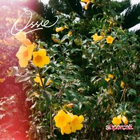 Hoping & Coping - Ossie