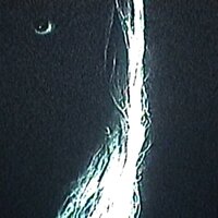 AllDressedUpToGoDreaming - BONES
