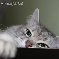 Memory Arc - Music For Cats & Cat Music & Calm Music for Cats