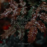 Juntos - Sonido Del Bosque y Naturaleza & Piano Relajante & Música De Relajación Para Dormir Profundamente