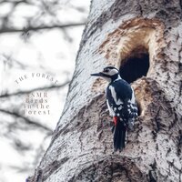 Birds in the Forest, Pt 4 - ASMR Birds in the Forest