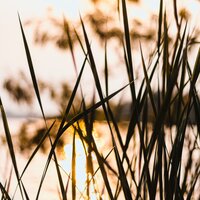 Solo Nosotros - Musica Relaxante & Relajante & Academia de Música con Sonidos de la Naturaleza