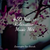Rainforest Drops - Forest Soundscapes & Yoga Rain & Spa & Spa