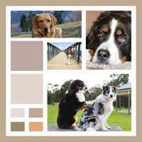 Vivacious Jazz Saxophone - Vibe for Dog Anxieties - Música Para Perros