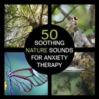 Quiet Babbling Brook - Serenity Nature Sounds Academy