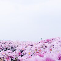 生活中久违的宁静 - 晏浩然