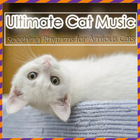 Bonding Track - RelaxMyCat & Cat Music Dreams