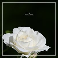 white flower (Vocal by 뜨때로) - AJ