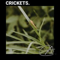 ASMR Amazing Crickets sound in Lake helps your baby to get good sleep I - Nature Sounds & Rain Sounds & Mother Nature Sound FX
