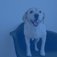 Background for Separation from Dogs - Calm Dog Music