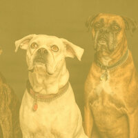 Sumptuous Piano and Acoustic Bass - Vibe for Doggy Rest - Dog Sleeping Soundtracks Deluxe