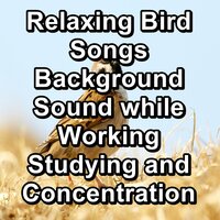 Rest Bird Sounds For a Bright Day Loopable - Spa & Spa & Meditation Spa & Serenity Spa Music Relaxation