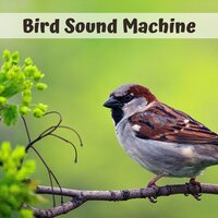 In the Valley - Calm Music Guru