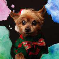 Quartet Jazz Soundtrack for Doggy Rest - Music for Dogs Peace