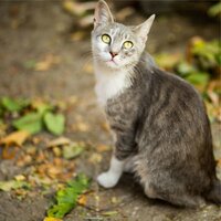 Deep Sleep - Music for Cats Project & Music for Cats TA & Music for Relaxing Cats