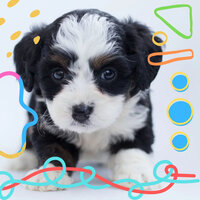 Modern Moods for Restless Puppies - Relax My Dog Music