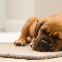 Relaxing Music and Gentle Ambience - Sleep Music For Dogs & Pet Care Club & Official Pet Care Collection