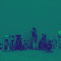 Delightful Calm Puppies - Relaxing Dog Music Society