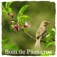 Som de Pássaros na Praia, Pt. 13 - Nature Sounds to Relax