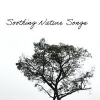 Soft Sound - Oasis of Relaxation and Meditation & Nature Tribe