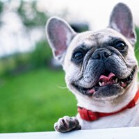Music for Meditation and Relaxation - RelaxMyDog & Calming Music for Dogs & Relaxation Music For Dogs
