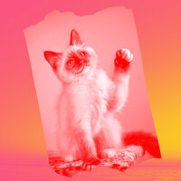Energetic Moods for Home with Cats - Cat Music Waves