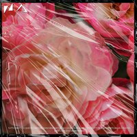 Fiori di rose - Z3D & Delta