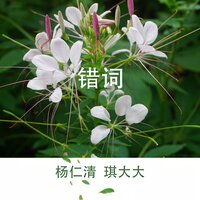 错词 - 杨仁清 & 琪大大