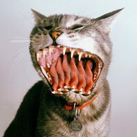 Leche de Tigre - Diamante Eléctrico & Adrian Quesada