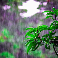 Sprinkling Sounds - Nature Therapy & Rain Sounds & The Rain Library