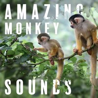 Tropical Mood - Calming Music Ensemble