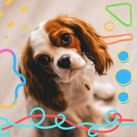 Incredible Ambiance for Calm Hounds - Dog Music Therapy