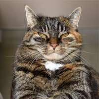 Blissful Lakeshore - Cat Music & Official Pet Care Collection & Music For Cats