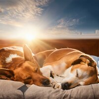 Melodía Suave Para Dormir Mascotas - Domingo tranquilo & Relajar Mascota & Mascotas Amor Club