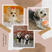 Awesome (Music) - Calming Dog Jazz