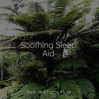 Eternal Echoes - Meditation Awareness & Sleep Music & Nature Sounds Nature Music