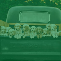 Lively Restless Puppies - Dog Relaxation Music