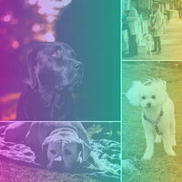 Dream Like Backdrops for Keeping Pups Happy - Music for Leaving Dogs Home Alone